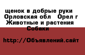 щенок в добрые руки - Орловская обл., Орел г. Животные и растения » Собаки   